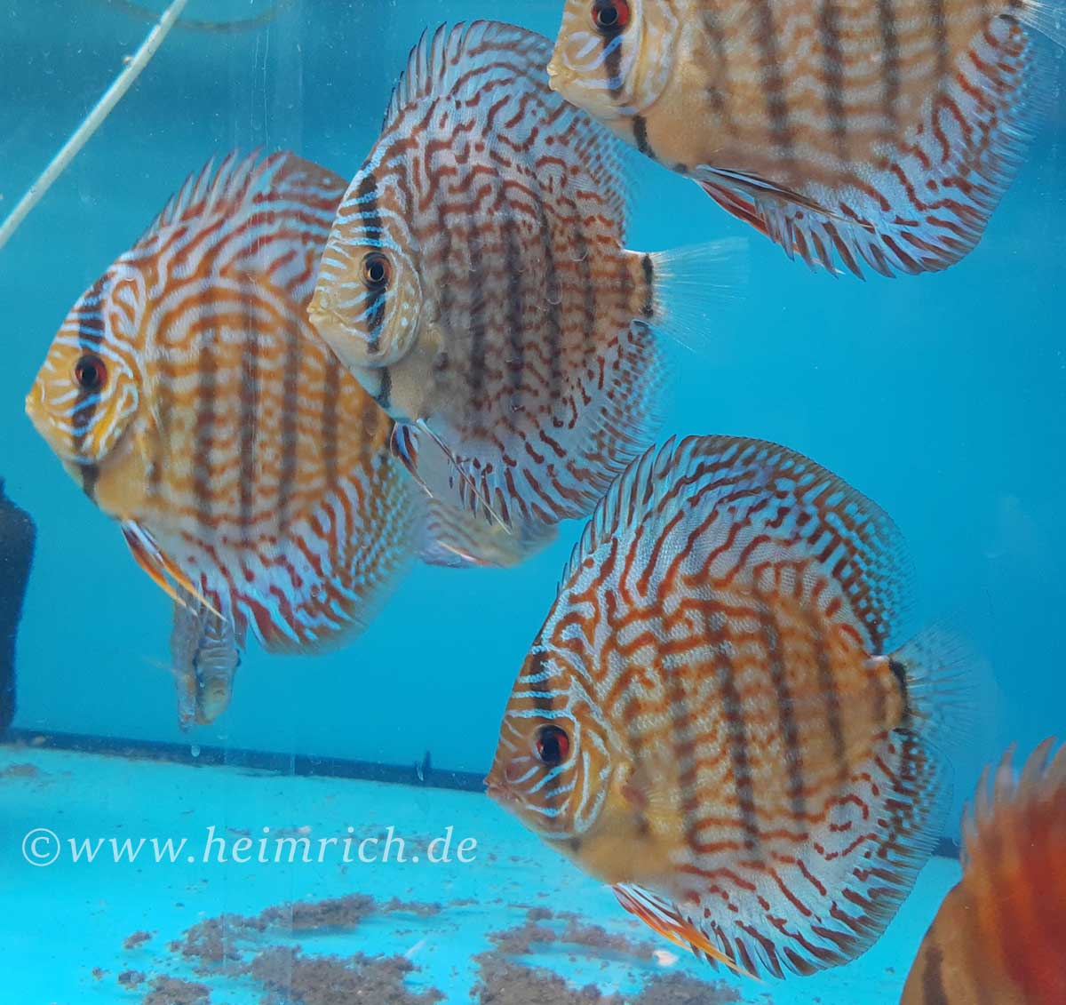 Diskus Red Scribbelt Größe 8cm Red Scribbelt Diskus Fische