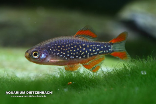 Perlhuhnbärbling (Danio margaritatus) 30er-Gruppe