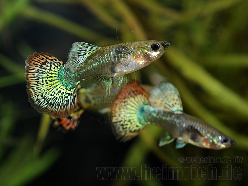 Prachtguppy weibl. 2erSet, spottet Guppy Fische Zierfische