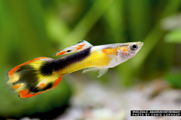 Endler Guppy spec. Red Cheest Saddle Back (Poecilia wingei) - Männchen