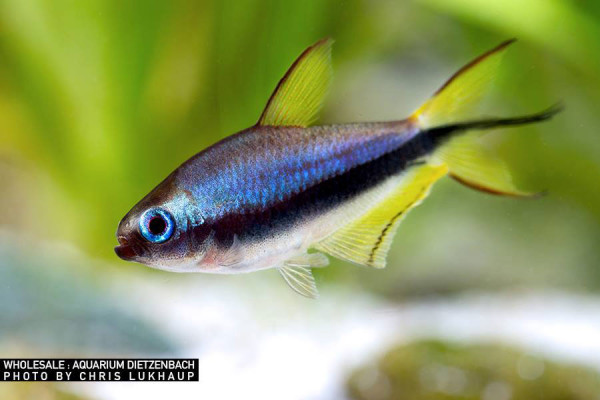 Nematobrycon palmeri, 10 Stk. (Kaisertetra, Kaisersalmler)