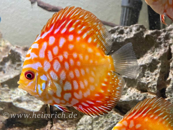 Diskus Rafflesia, 6,5cm