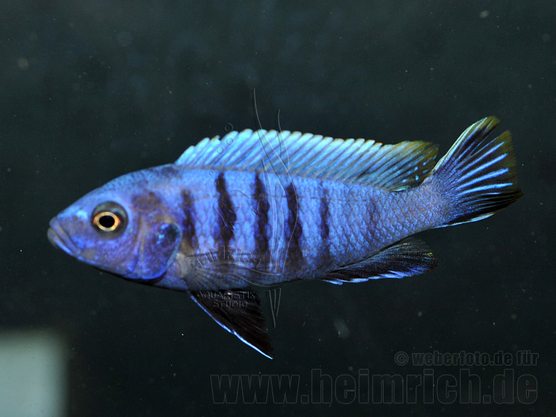 Pseudotropheus spec. MalawiCichliden Fische Zierfische