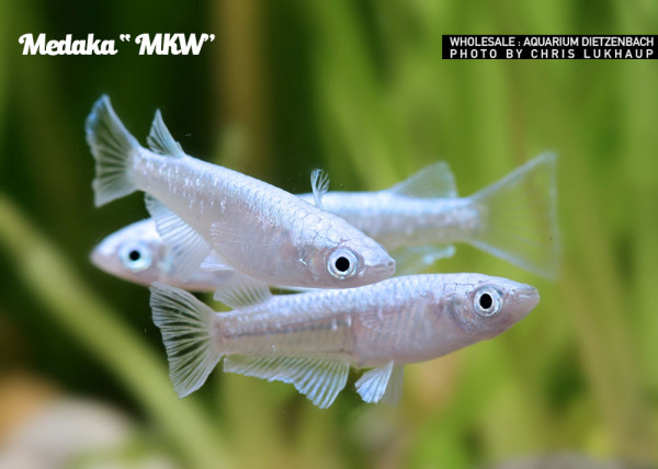Oryzias laticeps spec. MKW, Medaka spec. MKW - 8er-Gruppe