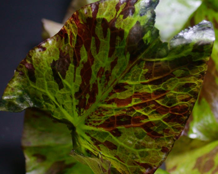 Nymphaea lotus var.green XL NymphaeaArten Standardpflanzen N