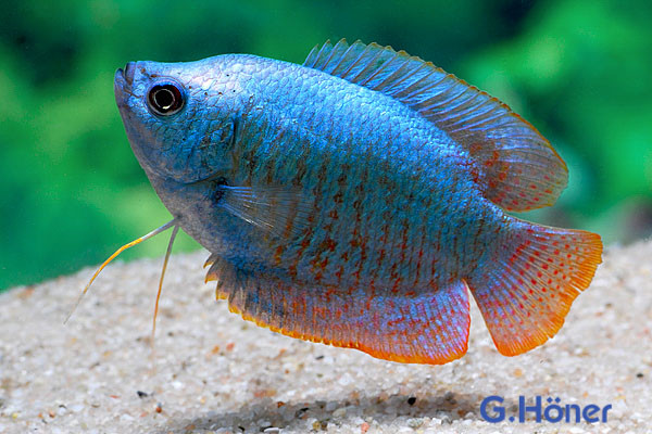 Zwergfadenfisch "Blue Neon", lg (Colisa lalia)