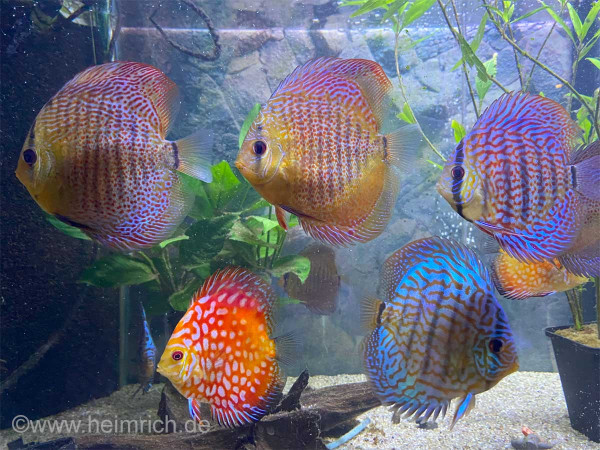 Diskus Mixfarben - nach unserer Wahl, 10-12cm 8er-Gruppe