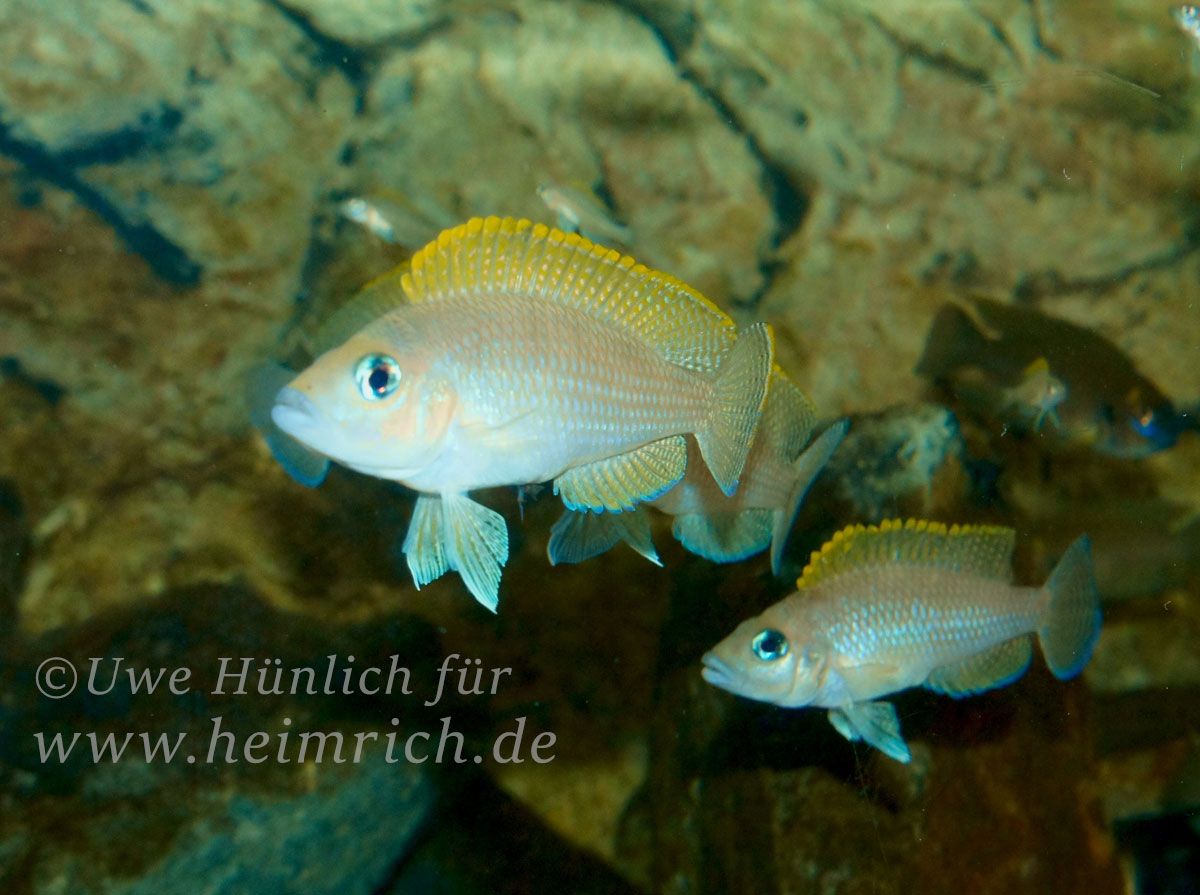 Neolamprologus caudopunctatus, Pair (Gelbflossen Tanganjika Buntbarsch