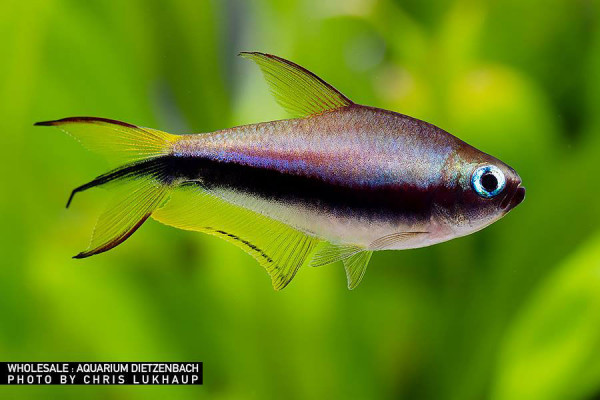 Nematobrycon palmeri, SHOW (Kaisertetra, Kaisersalmler)