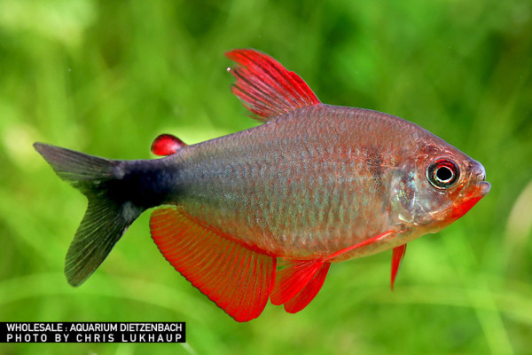 Hyphessobrycon peugeotorum, med 3er-Gruppe (Peugeot-Salmler)