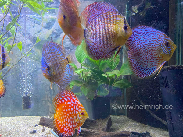 Diskus Mixfarben - nach unserer Wahl, 10-12cm 5er-Gruppe