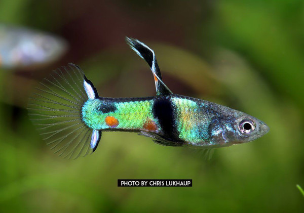 Endler Guppy spec. Kolibri Green (Poecilia wingei) - 1 Paar
