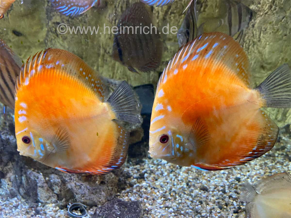 Diskus Red Map spec. Gold Orange, 8cm