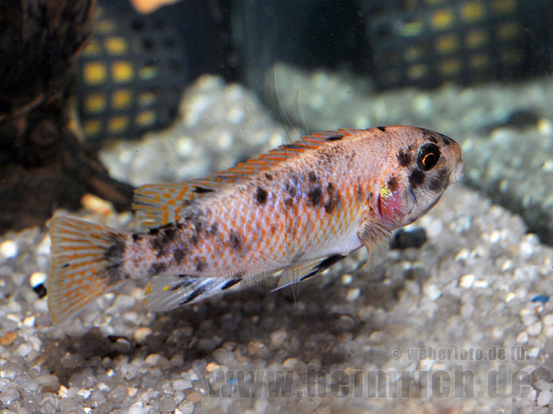 Labeotropheus trewavasae, spec. Marmalade Cat (weiblich) Malawi