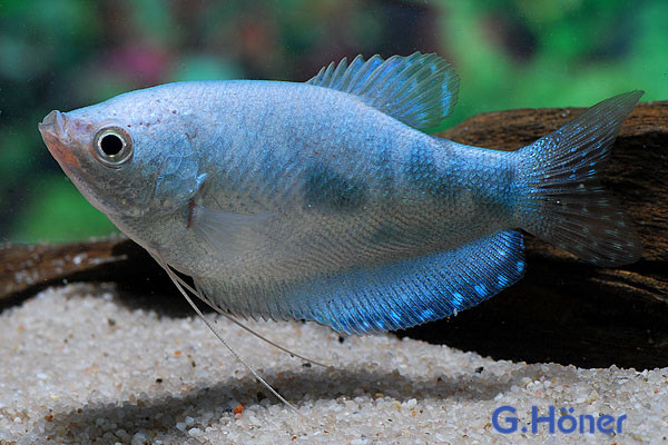 Blauer Fadenfisch MARMOR, med (Trichogaster trichopterus)